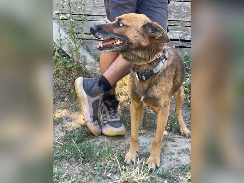 Mancs LM - Ein treuer Gefährte mit trauriger Vergangenheit sucht Neuanfang