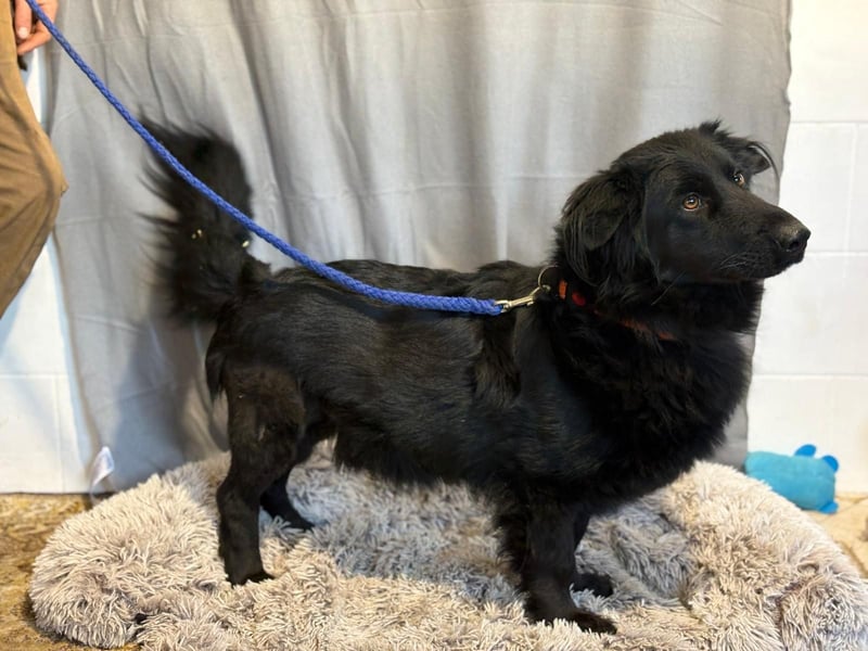 PETER PAN (KK) – freundlicher Sonnenschein sucht seine Zweibeiner