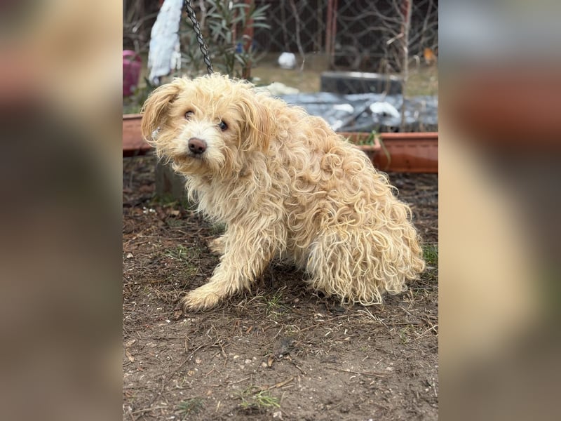 Floki KK Raus aus dem Heim rein ins Herz