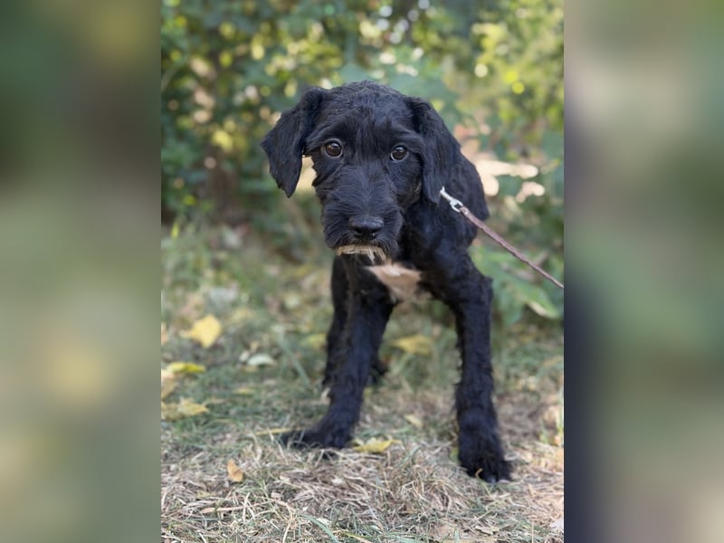 Bobita – kleine Hundedame wartet auf ihr Für-Immer-Zuhause
