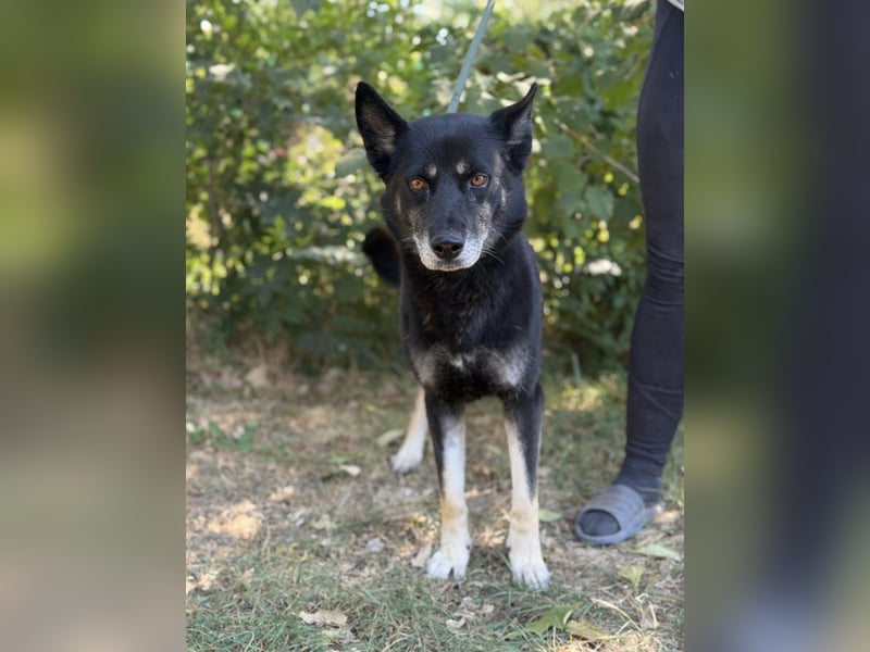 Latinka – bezaubernde Hundedame wartet auf ihr Für-Immer-Zuhause 