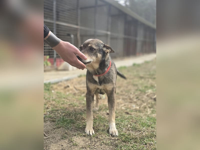 Lactia – liebevolle Begleiterin sucht ihr Für-immer-Zuhause!