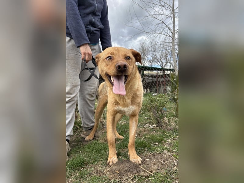 Cirino – sanfter Herzenshund sucht liebevolle Menschen 