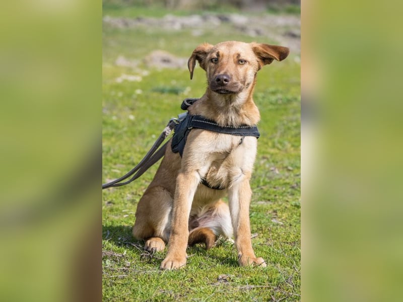 Taxi SI – sensibler junger Rüde sucht geduldige Menschen 