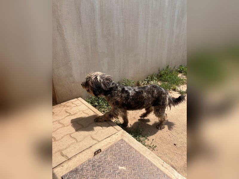 Tobi BR – sanfter Labradoodle sucht liebevolles Zuhause 