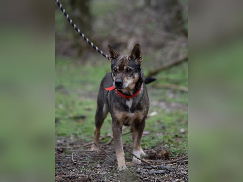 Lactia – liebevolle Begleiterin sucht ihr Für-immer-Zuhause!