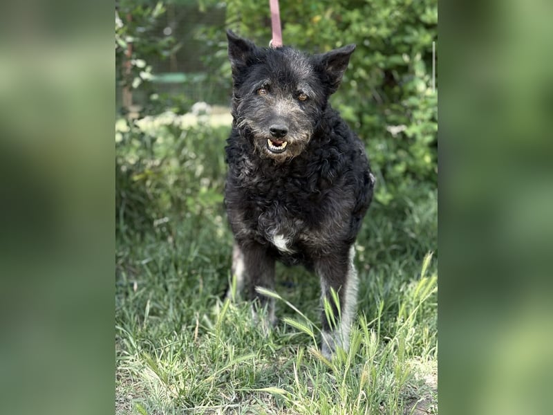 Miletta-KK- liebe Hundeseniorin sucht ihr Glück