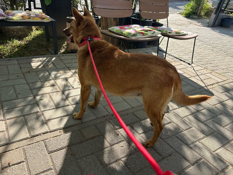 Fanni VI – Eine starke Seele auf vier Pfoten sucht Geborgenheit