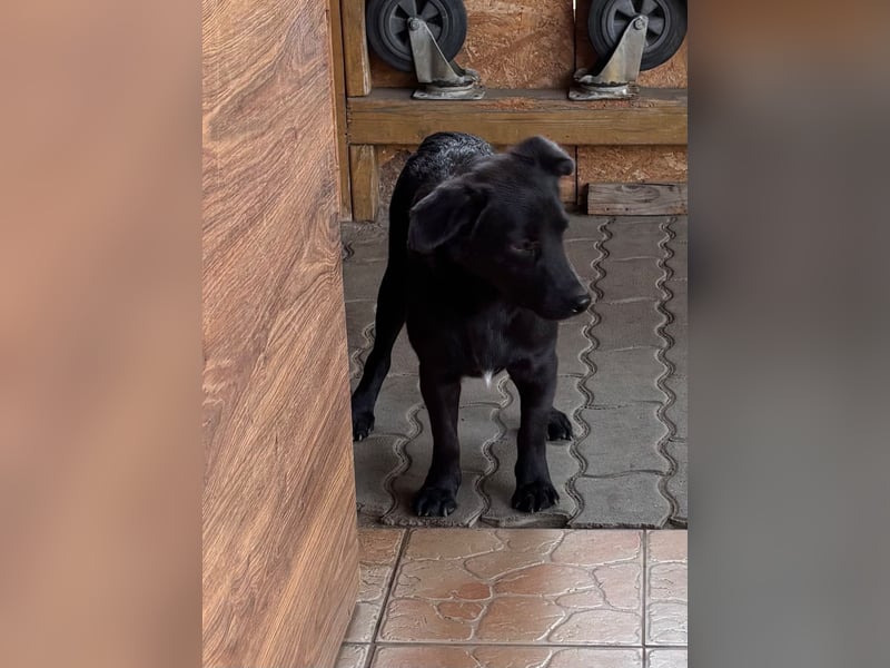 Benni BR – besonderer Herzenshund sucht Menschen mit großem Herzen ❤️