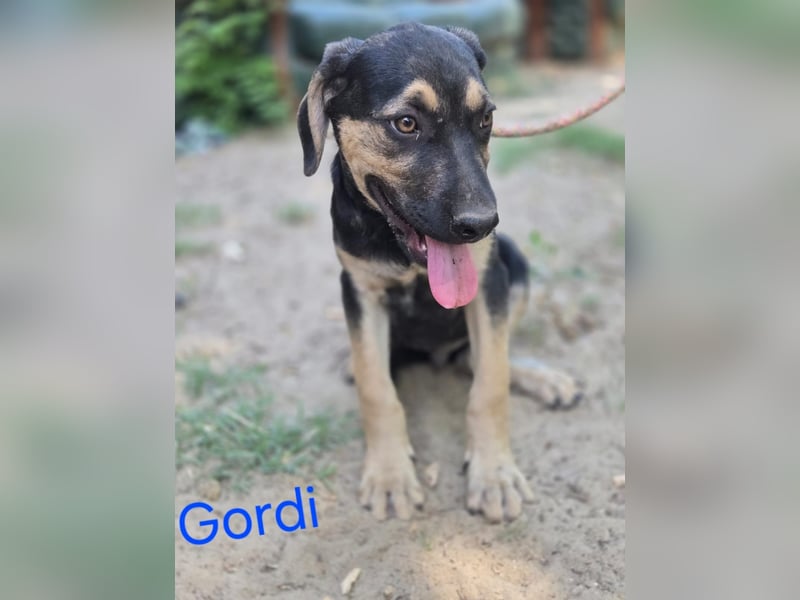 Gordi BE – kleiner Herzensbrecher sucht seine Familie