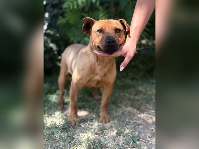 Bandi-KK – herziger Mix-Rüde sucht unternehmungslustige Menschen