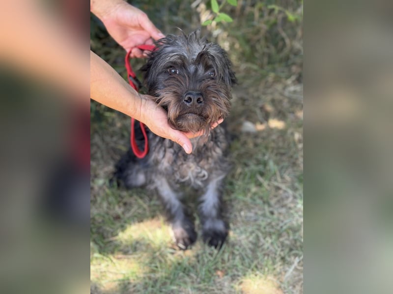 Samson KK – Sanfter Hundejunge sucht verständnisvolle Menschen 