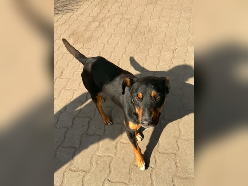 MACI – aktiver Rüde sucht geduldige Menschen mit Herz