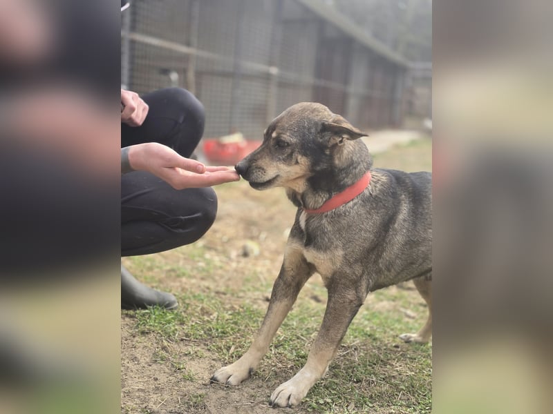 Lactia – liebevolle Begleiterin sucht ihr Für-immer-Zuhause!
