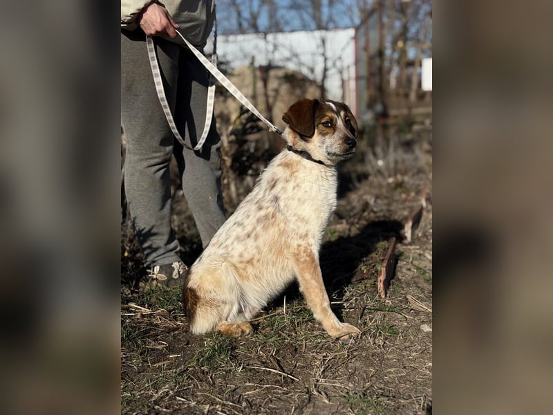 Eliot kk – sanfter Junghund sucht liebevolles Zuhause 