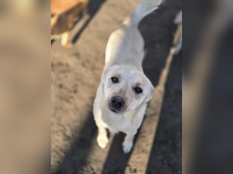 Frida BE – kleine Liebesbombe sucht ihr Zuhause 