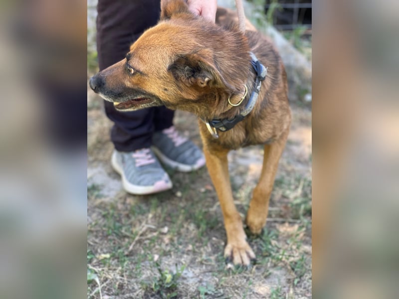 Mancs LM - Ein treuer Gefährte mit trauriger Vergangenheit sucht Neuanfang