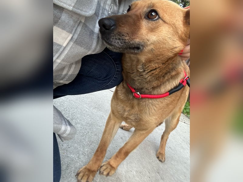 Fanni VI – Eine starke Seele auf vier Pfoten sucht Geborgenheit