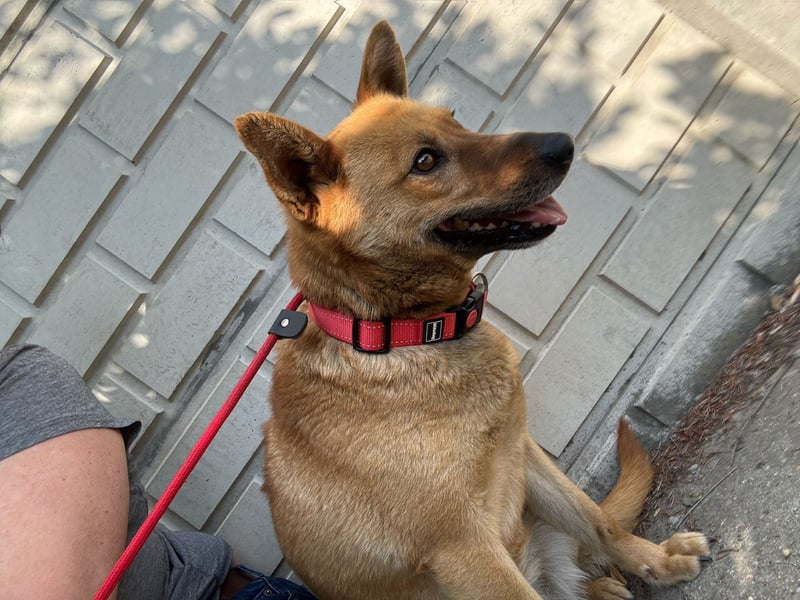 Fanni VI – Eine starke Seele auf vier Pfoten sucht Geborgenheit