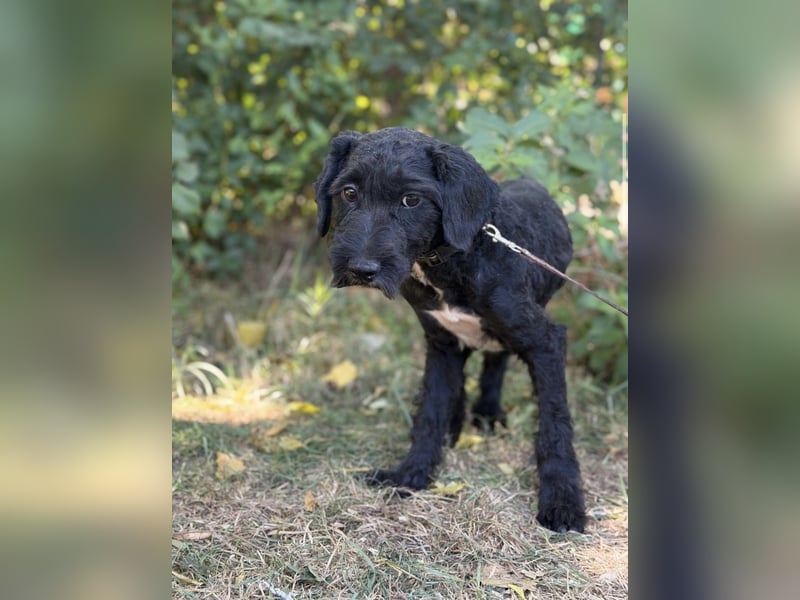 Bobita – kleine Hundedame wartet auf ihr Für-Immer-Zuhause