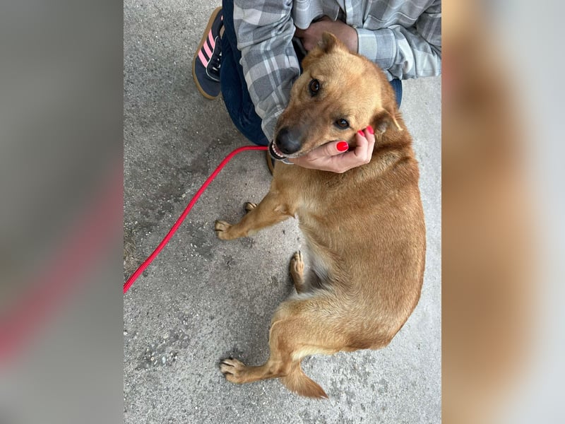 Fanni VI – Eine starke Seele auf vier Pfoten sucht Geborgenheit