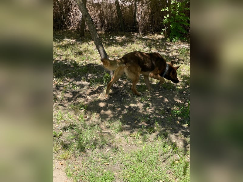 Mancs LM - Ein treuer Gefährte mit trauriger Vergangenheit sucht Neuanfang