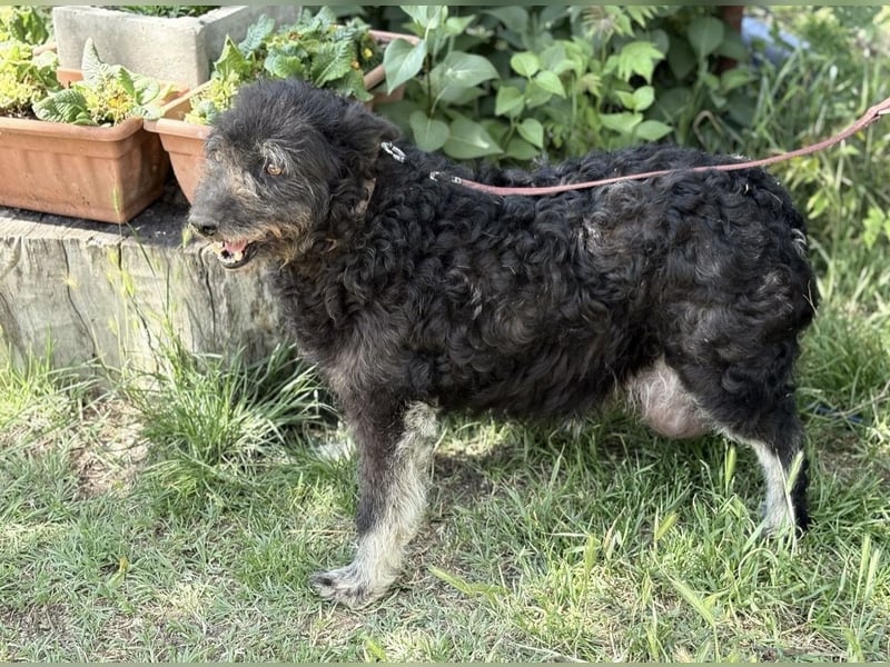 Miletta-KK- liebe Hundeseniorin sucht ihr Glück
