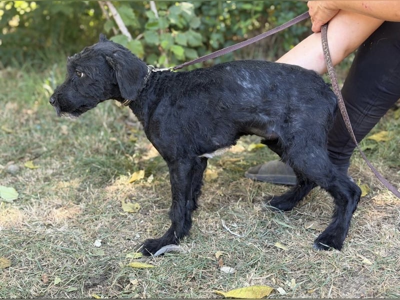 Bobita – kleine Hundedame wartet auf ihr Für-Immer-Zuhause