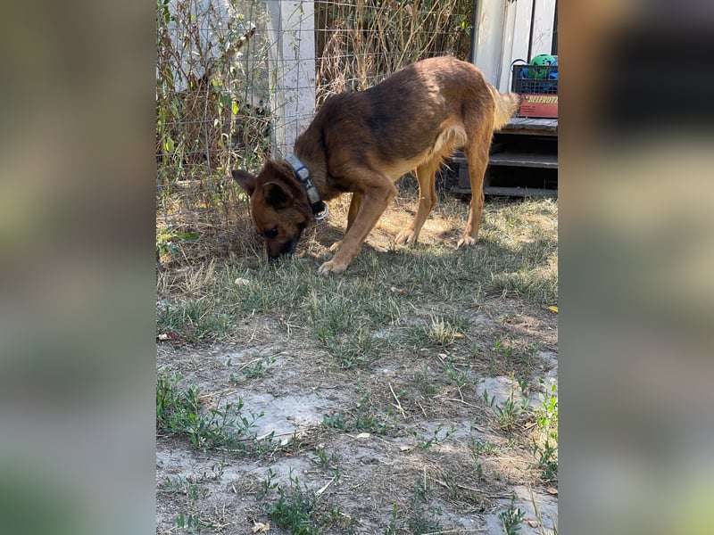Mancs LM - Ein treuer Gefährte mit trauriger Vergangenheit sucht Neuanfang