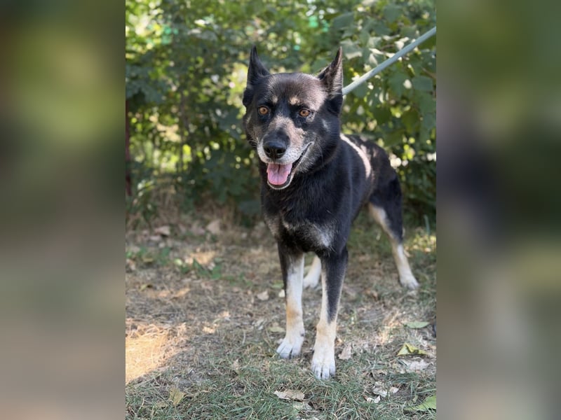 Latinka – bezaubernde Hundedame wartet auf ihr Für-Immer-Zuhause 