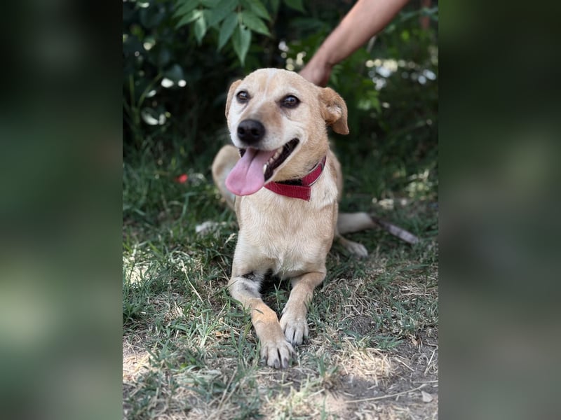 Gajana-KK – tapfere, bezaubernde Mix-Hündin sucht liebevolles Zuhause