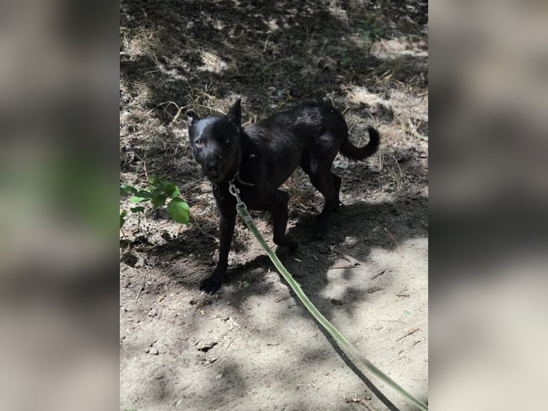 Apollo BE – sensibler Hund sucht verständnisvolle Menschen 