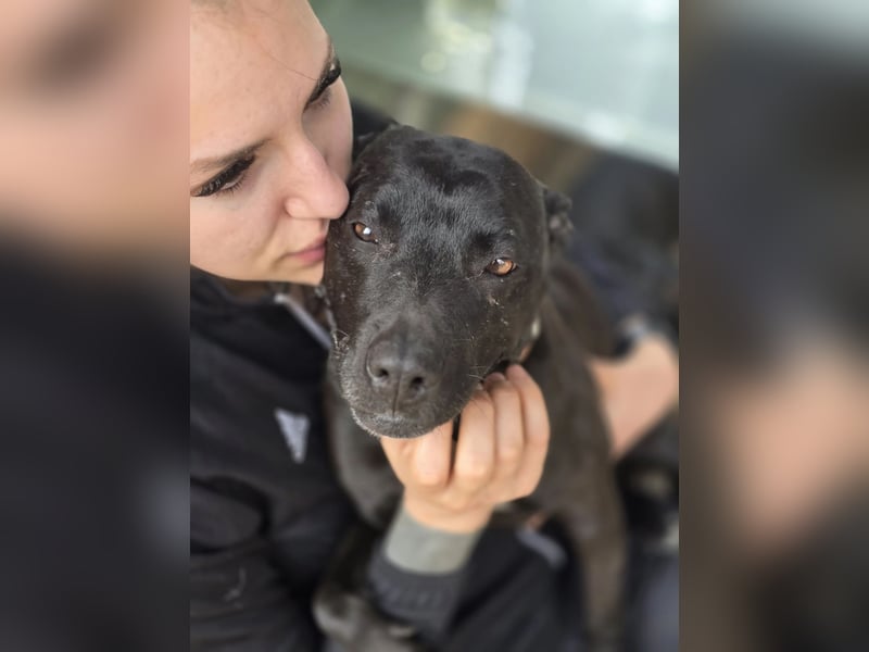 Helga BE – sanfte Hundeseele sucht einfühlsames Zuhause