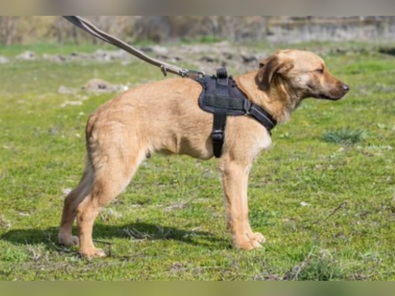 Taxi SI – sensibler junger Rüde sucht geduldige Menschen 