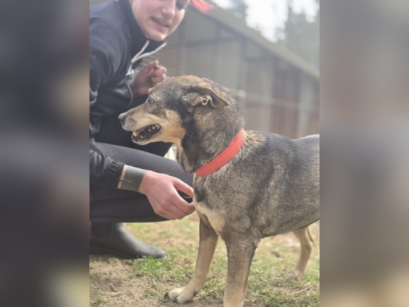 Lactia – liebevolle Begleiterin sucht ihr Für-immer-Zuhause!