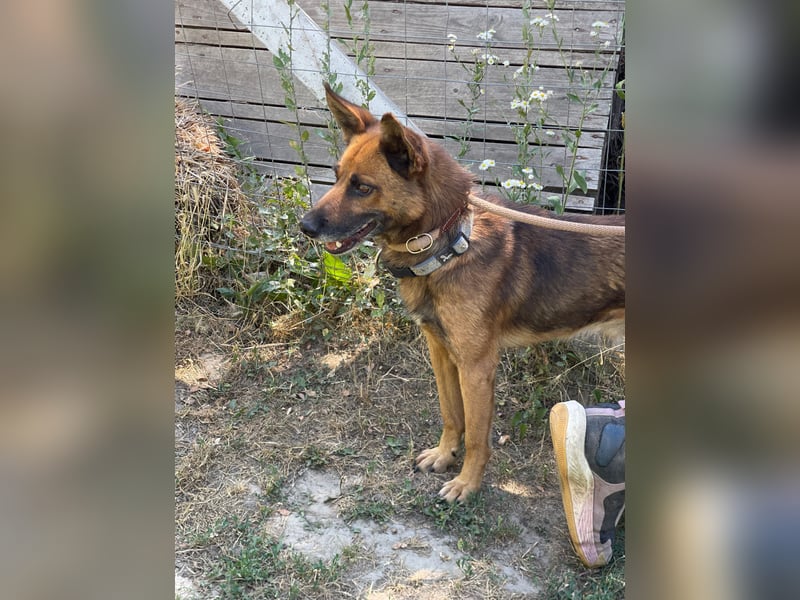 Mancs LM - Ein treuer Gefährte mit trauriger Vergangenheit sucht Neuanfang