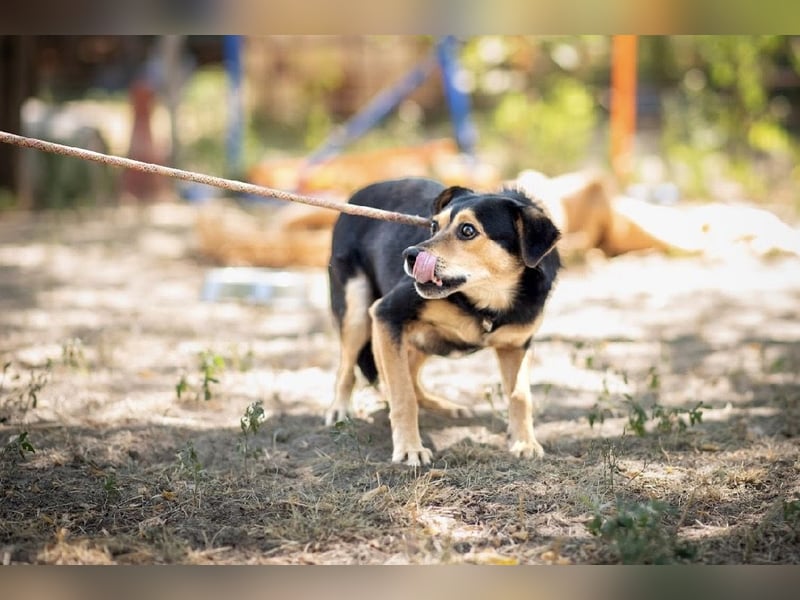 Tasli BE – Vom Straßenhund zum treuen Familienbegleiter 
