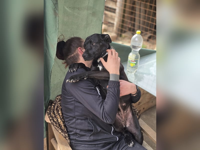 Helga BE – sanfte Hundeseele sucht einfühlsames Zuhause