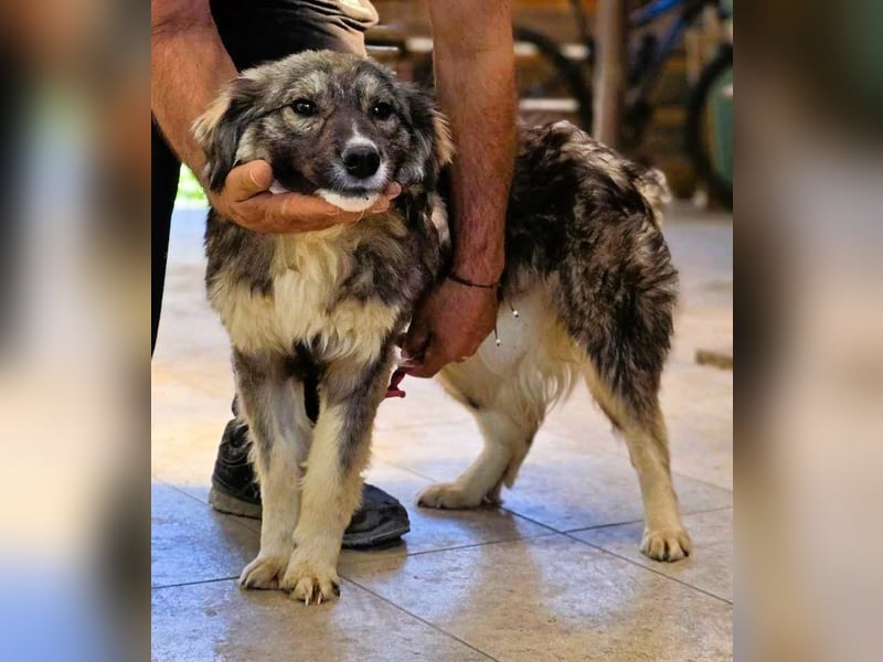 *Amy* mit einem Gesichtchen wie gemalt ca. 1 Jahr