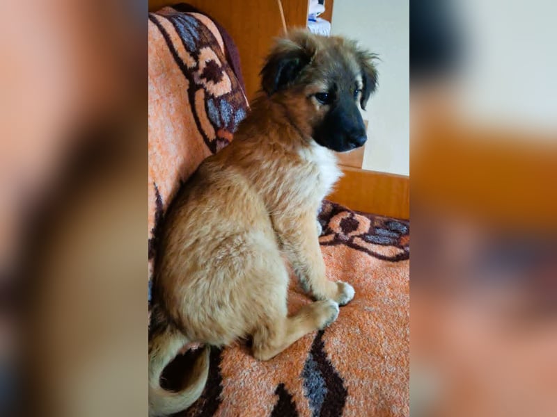 CODY - zauberhafter junger Hundebub sucht sein Zuhause für immer
