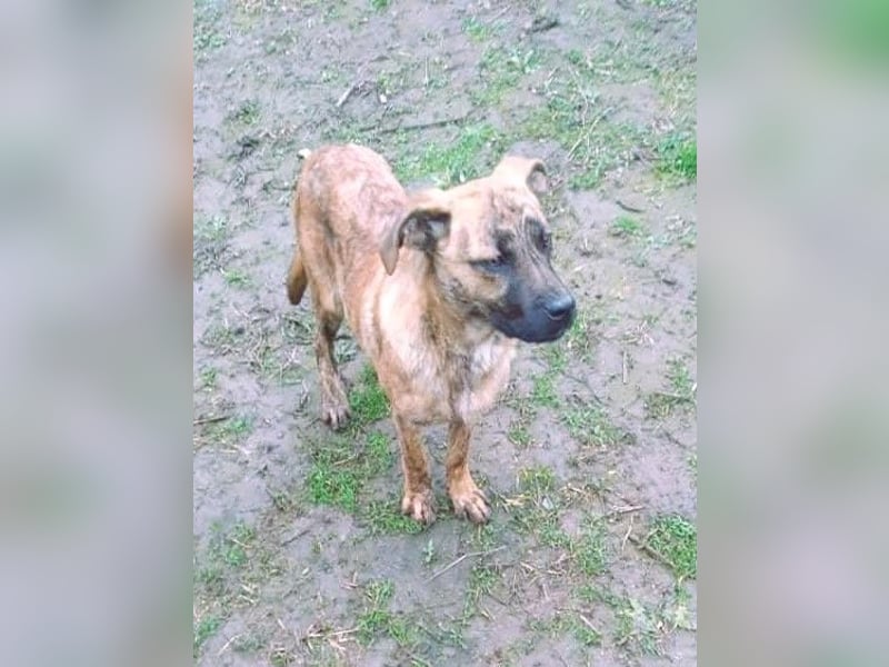 Bildhübscher TOTO - auf der Suche nach seinem Glück