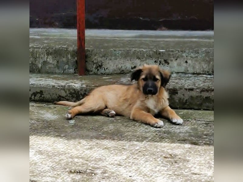 CODY - zauberhafter junger Hundebub sucht sein Zuhause für immer