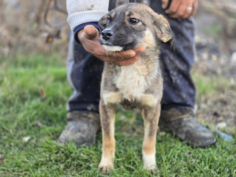 *Charlie Girl* liebes und hübsches Mädchen ca. 1 Jahr