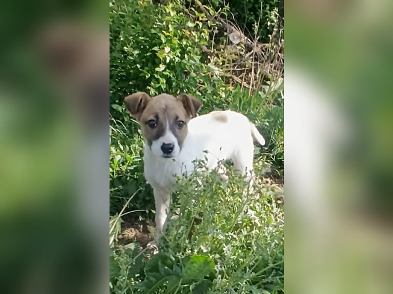 Tessa – kleines Hundekind sucht ihr Zuhause für immer