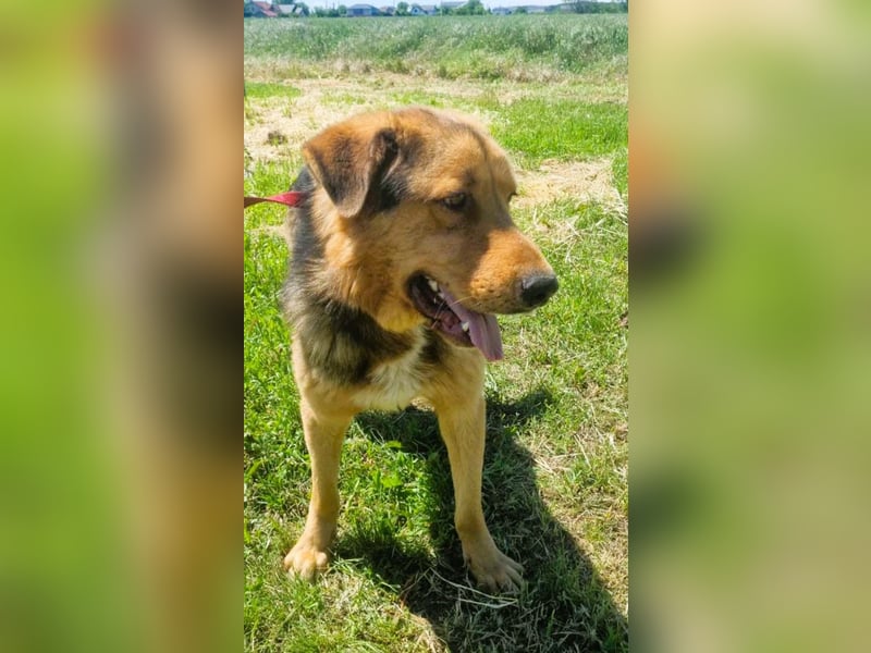 Sajan - ein Freund und noch viel mehr Sajan - ein Freund und noch viel mehr