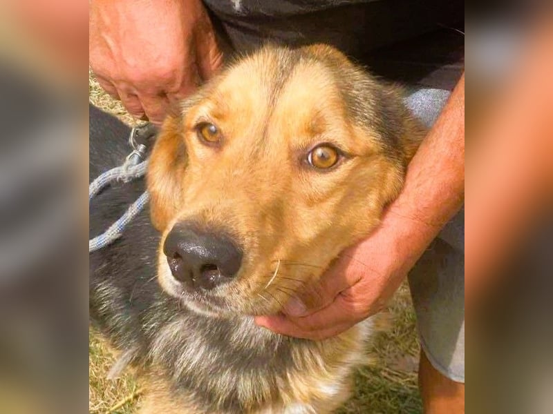 Sajan - ein Freund und noch viel mehr Sajan - ein Freund und noch viel mehr