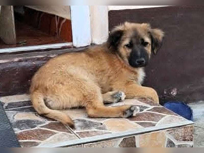 CODY - zauberhafter junger Hundebub sucht sein Zuhause für immer