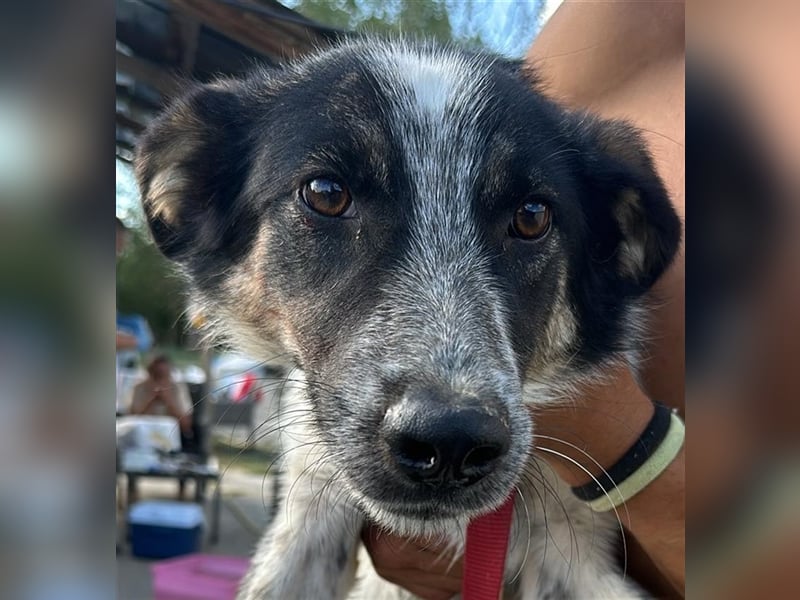 Hübscher Loki – ist startklar für ein neues Leben