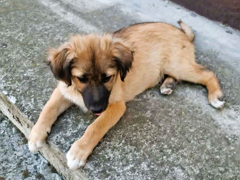 CODY – zauberhafter junger Hundebub sucht sein Zuhause für immer