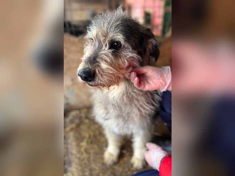 Ruheplätzchen für PAULA - die süßeste Hundeomi aller Zeiten gesucht